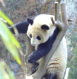 Santuário de Panda-gigante de Sichuan, um dos pontos turisticos da China